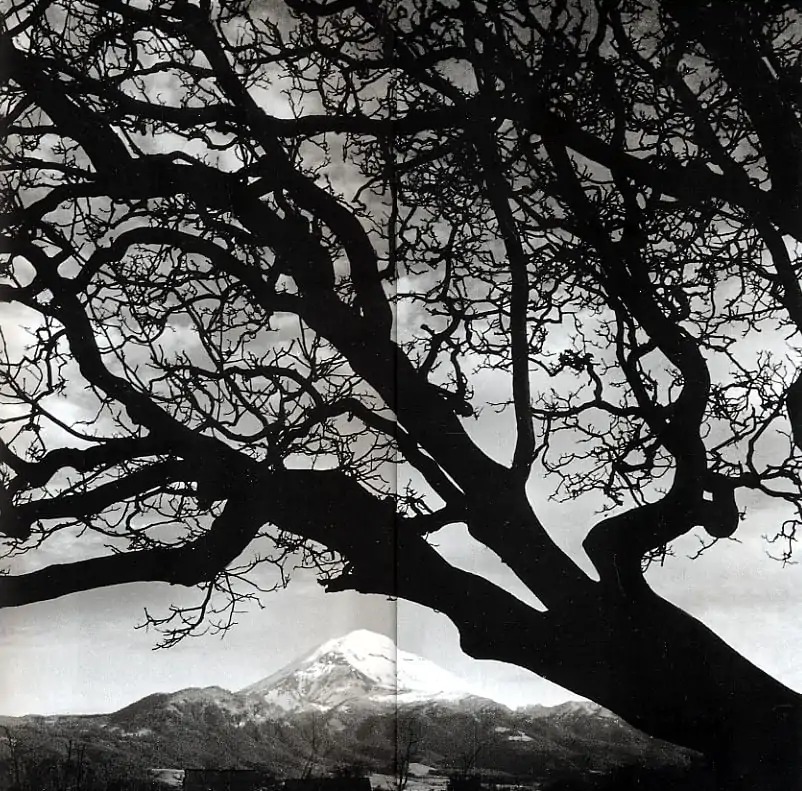 arbol rulfo